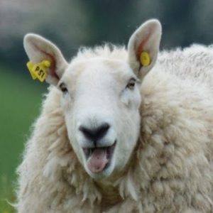 Meet your Posher, Braums